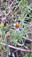 Eurybia glauca, photograph (c) Indio Brown, some rights reserved (CC BY)
