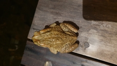 Rhinella rubescens