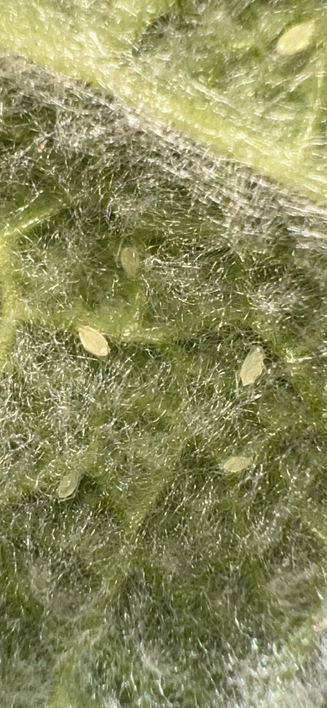 Ovatomyzus stachyos