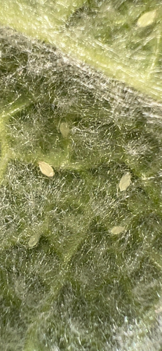 Ovatomyzus stachyos