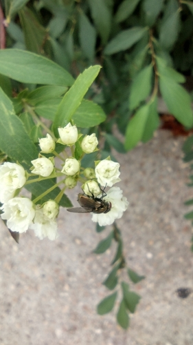 Unknown species found near Riverside Alliance of Maple Ridge, Tulsa, OK 74114, USA