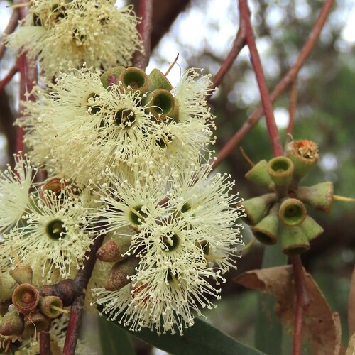 Eucalyptus globoidea 4
