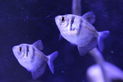 Gymnocorymbus ternetzi