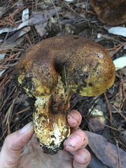 Cortinarius ponderosus