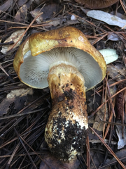 Cortinarius ponderosus