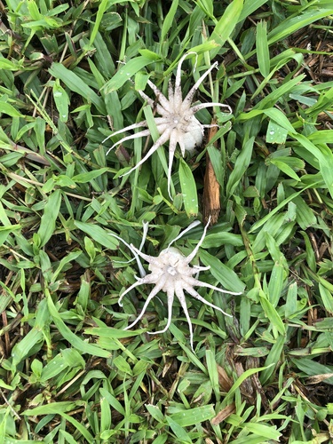 Lysurus arachnoideus, 2025-10-26