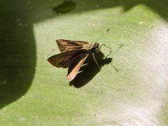Synapte pecta