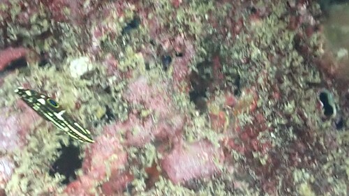 Photo of Blackedge Wrasse (Halichoeres marginatus)