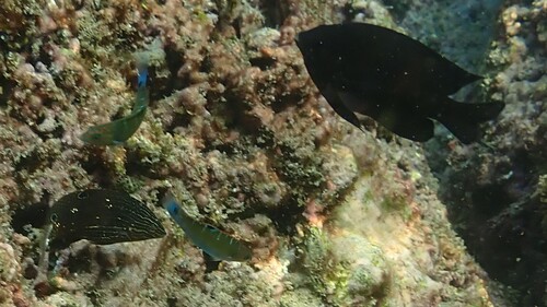 Photo of Blackedge Wrasse (Halichoeres marginatus)