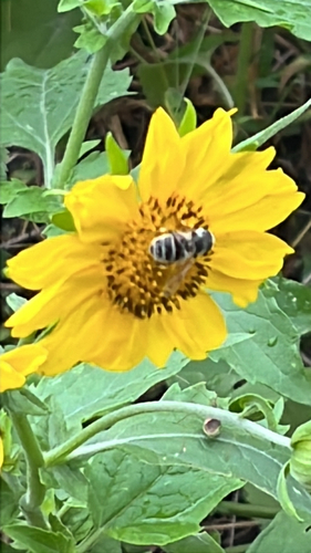 Unknown species found near Riverside Dr, Tulsa, OK, US