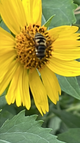 Unknown species found near Riverside Dr, Tulsa, OK, US