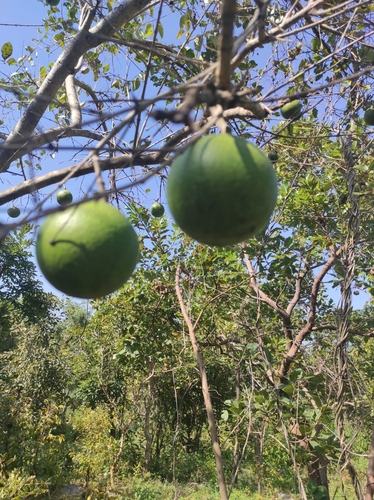 Spiny monkey orange