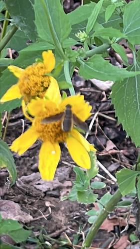 Unknown species found near Riverside Dr, Tulsa, OK, US
