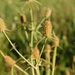 Eryngium coronatum - Photo (c) Leonardo Adrián LEIVA, some rights reserved (CC BY-NC), uploaded by Leonardo Adrián LEIVA