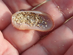 Barbatia domingensis