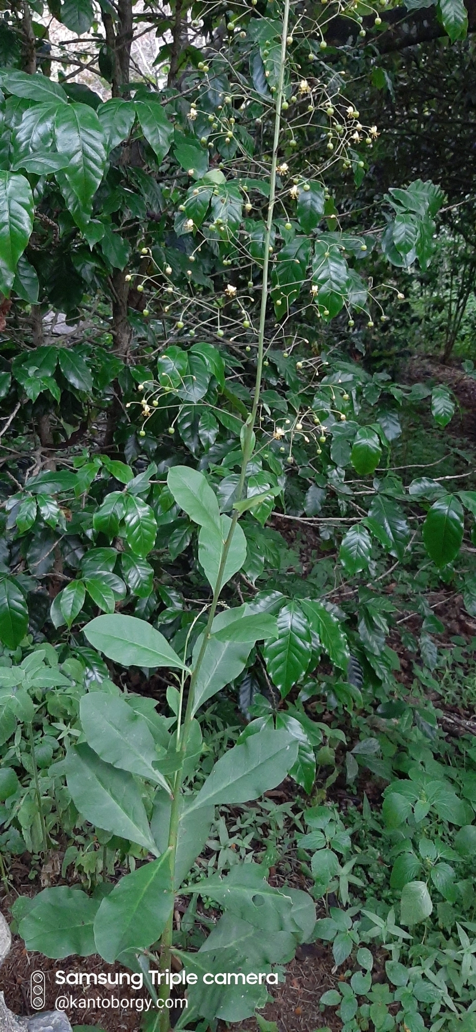 Talinum paniculatum image