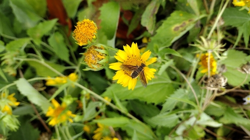 Unknown species found near Riverside Alliance of Maple Ridge, Tulsa, OK 74114, USA