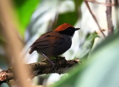 Conopophaga melanops