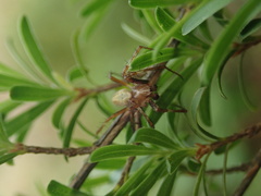 Novaranea queribunda