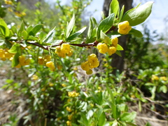 Berberis fendleri