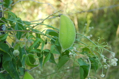 Amphilophium carolinae