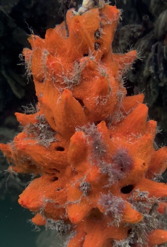 Tedania klausi
