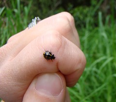 Coccinella leonina