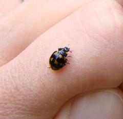 Coccinella leonina