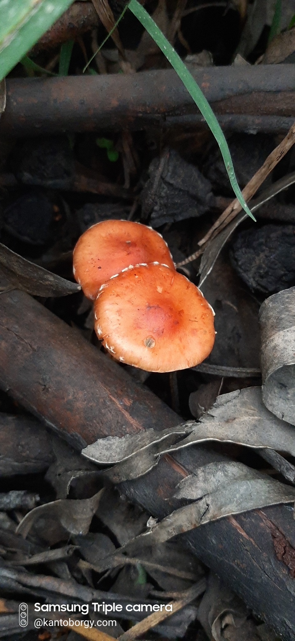 Leratiomyces ceres image