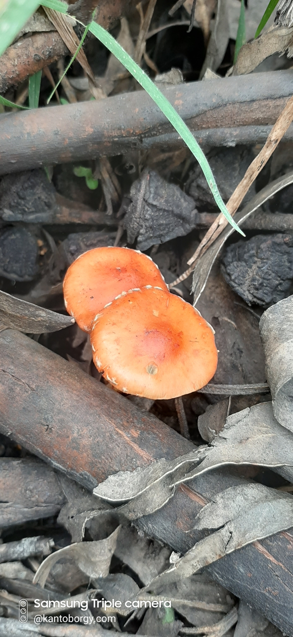 Leratiomyces ceres image