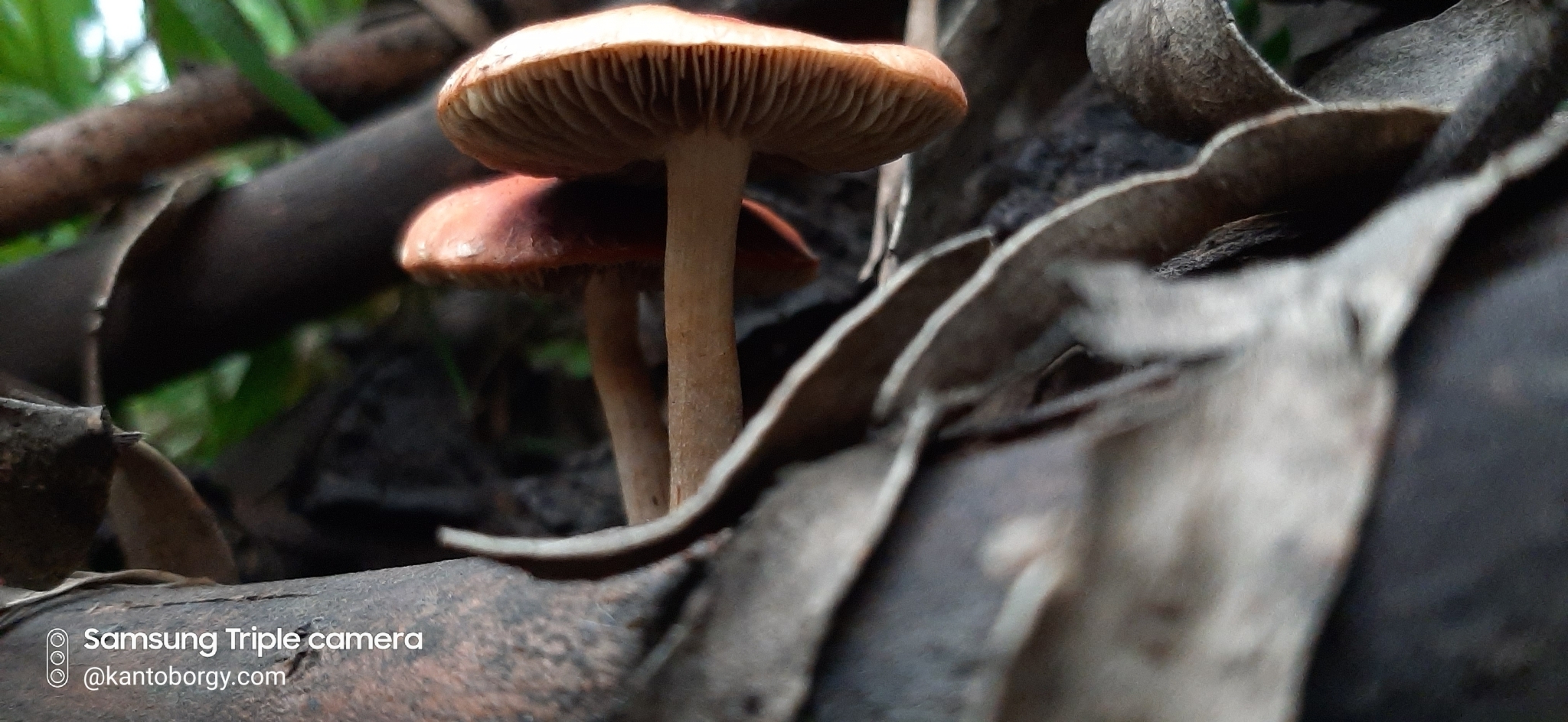 Leratiomyces ceres image