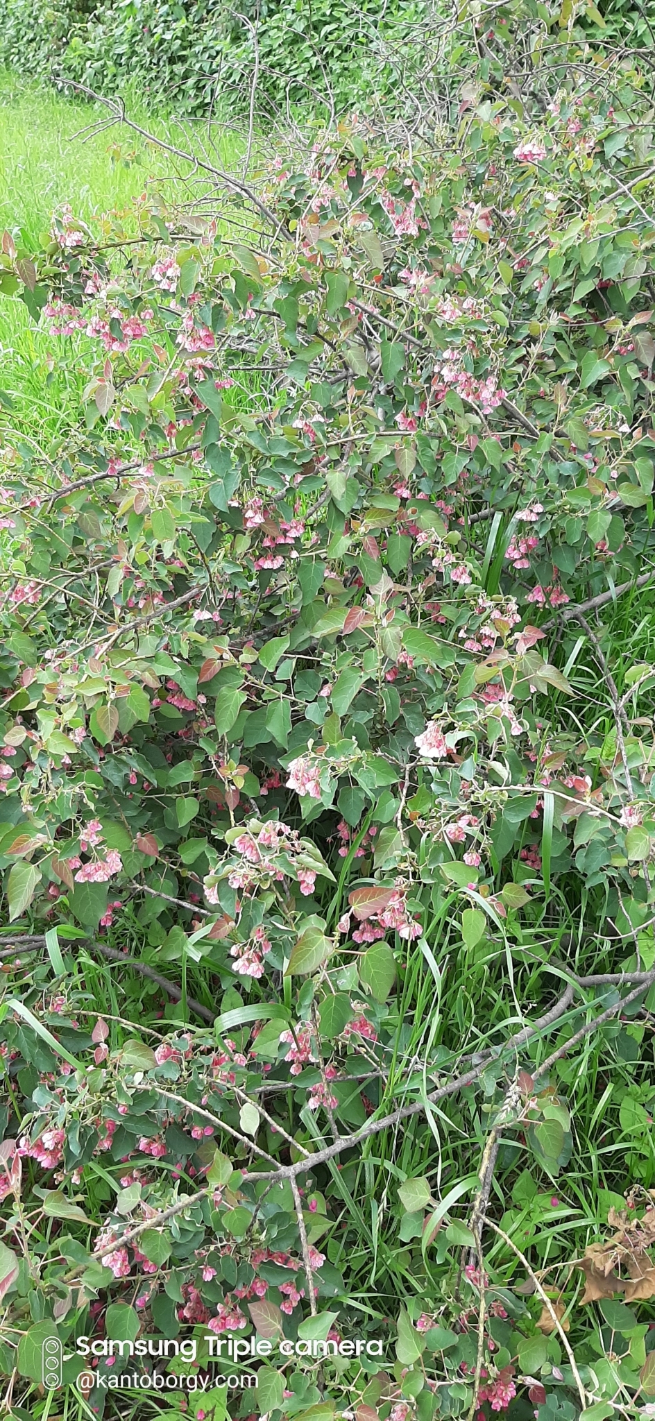 Vallea stipularis image
