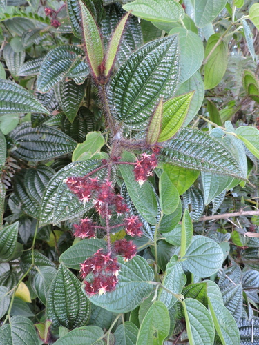Miconia australis, photograph 2