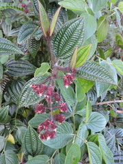 Fabrício Mil Homens Riella, CC BY, iNaturalist via GBIF Miconia australis, photograph Fabrício Mil Homens Riella, CC BY, iNaturalist via GBIF