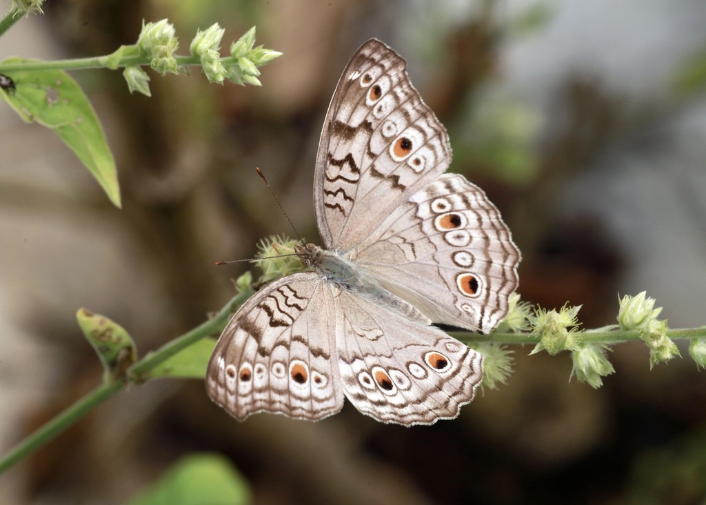 Grey Pansy