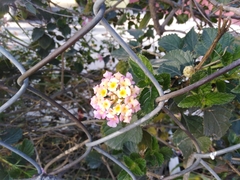 Lantana camara