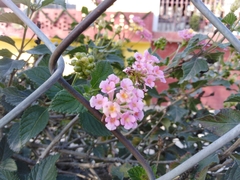 Lantana camara