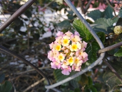 Lantana camara