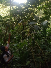 Ruellia cuatrecasasii