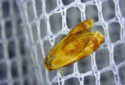 Gynnidomorpha rubricana