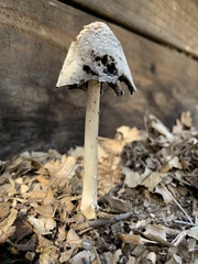 Coprinellus flocculosus
