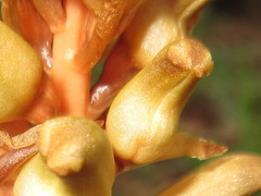Gastrodia elata