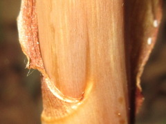 Gastrodia elata