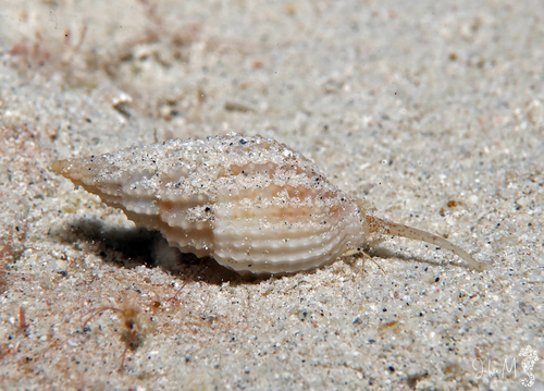 Antillophos candeanus observed 2023-11-28