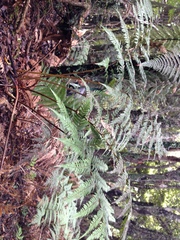 Dicksonia lanata