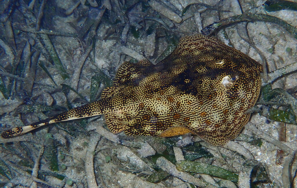 Yellow stingray lying on seagrass with its tail trailing behind