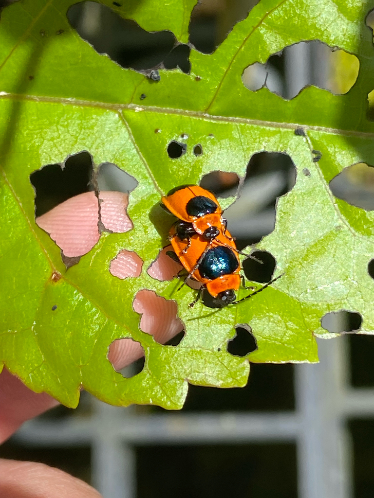 Wanderbiltiana complanata