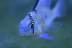 Mikrogeophagus altispinosus