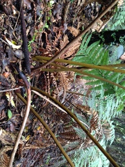 Dicksonia lanata