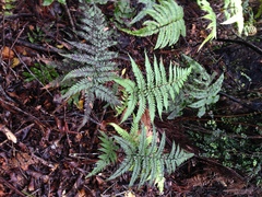 Dicksonia lanata